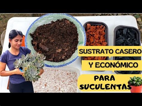 Como Preparar Sustrato Casero Y Econ Mico Para Suculentas Youtube