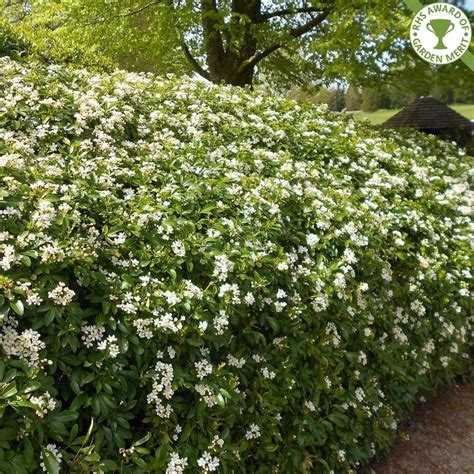 Choisya Ternata Hedge Plants Mexican Orange Blossom Hedging