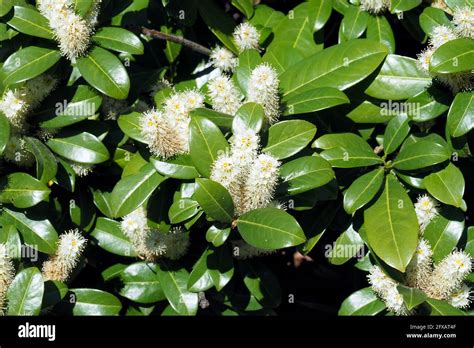 Cherry Laurel Common Laurel English Laurel Lorbeerkirsche