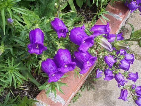 Колокольчик Карпатский Веселые граммофончики (71 фото) - фото ...