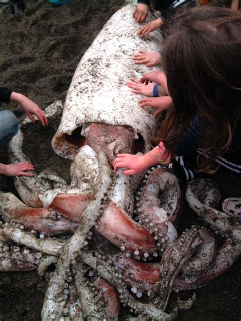 13 Foot Long Giant Squid Washes Up On New Zealand Beach