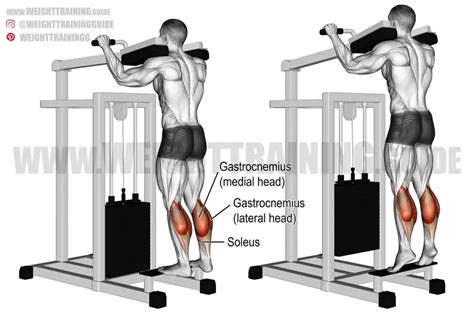 Machine Standing Calf Raise Instructions And Video Weight Training Guide