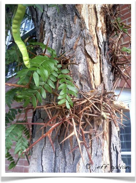 Honeylocust Tree Identification || Identifying Gleditsia triacanthos