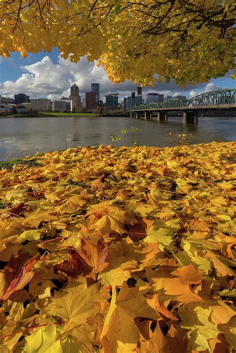 Fall Foliage In Portland Oregon City Photograph By David Gn Fine Art