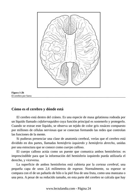 Como Funciona Tu Cerebro Para Dummies Pdf