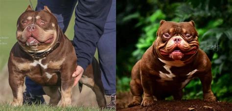 恶霸犬的颜色表现三色 哔哩哔哩