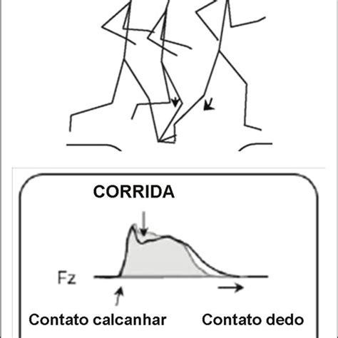 Fases Do Passo E As Alterações Na Força De Reação Vertical Antes E