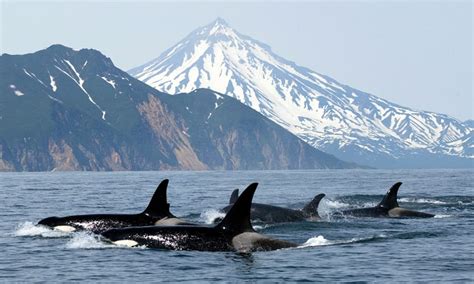 Port Angeles Whale Watching Olympic Peninsula Tours Alltrips