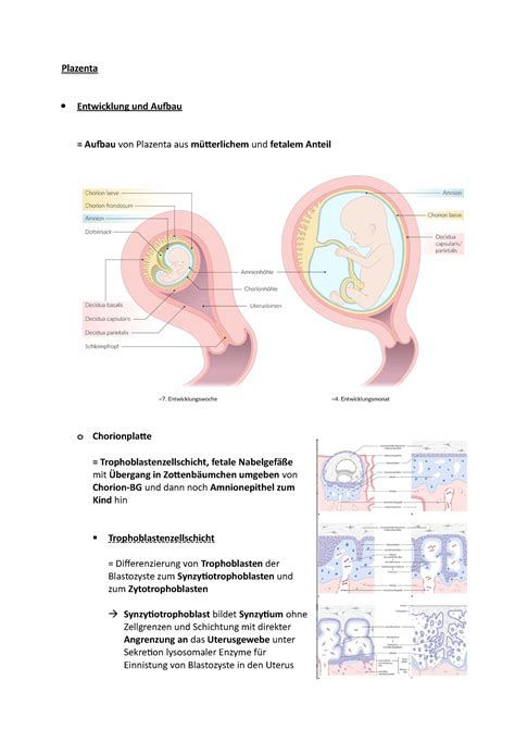 Plazenta Kurzlehrbuch Embryologie Plazenta Entwicklung Und Aufbau