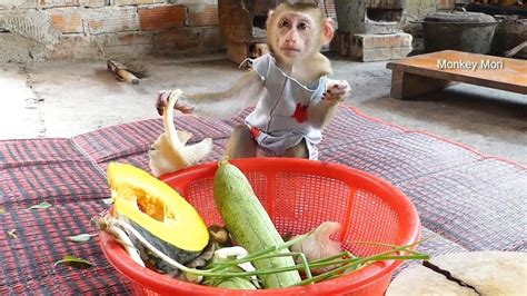 Baby Monkey Mori And Mom Cook Traditional Food Recipe Youtube