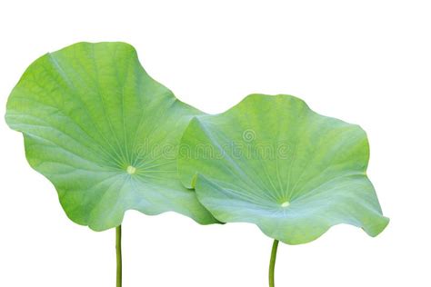 White Lotus With Green Leaf In Water Pond Top View Stock Image Image Of Summer Decoration