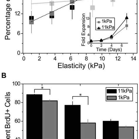 Migration And Proliferation Of Mscs On Hydrogels A At 12 Hours Cell Download Scientific