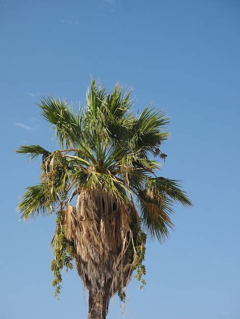 Premium Photo | Palm tree over blue sky