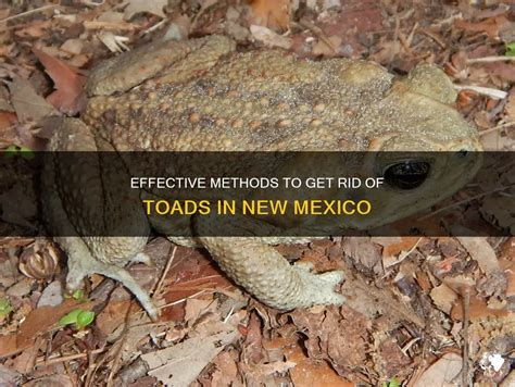 Effective Methods To Get Rid Of Toads In New Mexico Petshun