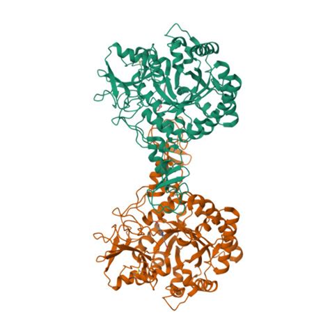 RCSB PDB - 7C34: Crystal structure of Serratia marcescens Chitinase B ...