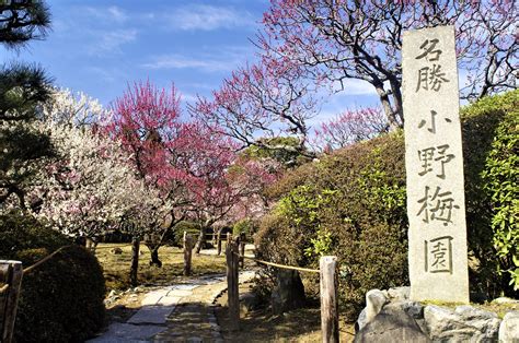 Kyoto Kyoto Regular Sightseeing Bus Tour Plum Blossom Spots And Uji