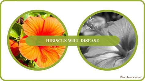 Hibiscus Wilt Disease Learn The Cause And Fixing The Issue Plant America