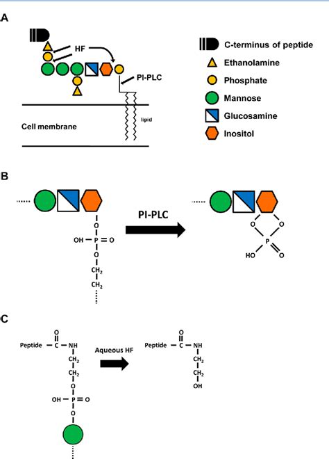 Figure 4 From Mass Spectrometric Identification Of