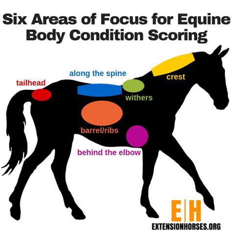 Body Condition Scoring In Horses Horses