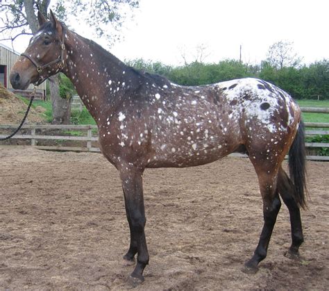 The Beauty of an Appaloosa Horse | Toward Beauty