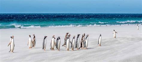 Best Falkland Islands Tours & Vacation Packages Tours 2025 / 2026 ...
