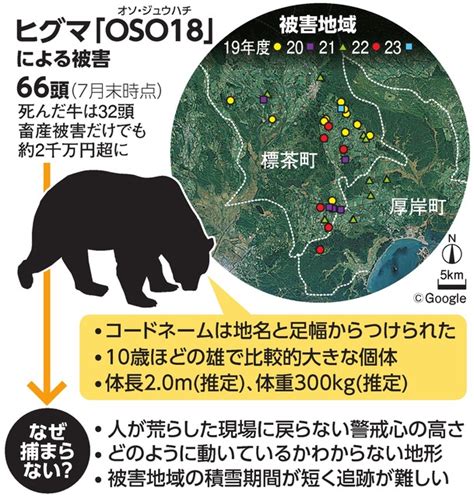 牛襲うヒグマ「oso18」、被害実態や対策、現況をいちから解説 北海道 ：朝日新聞デジタル