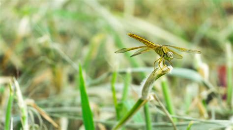 Insecto Lib Lula Naturaleza Foto Gratis En Pixabay Pixabay