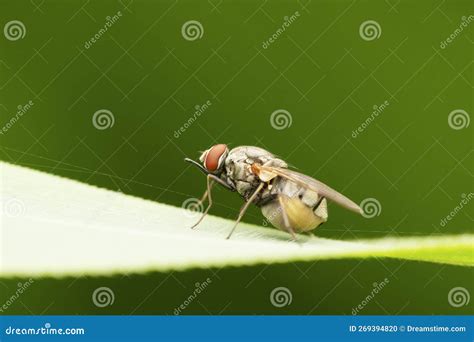 Horn Fly Haematobia Irritans Satara Maharashtra Stock Photo Image