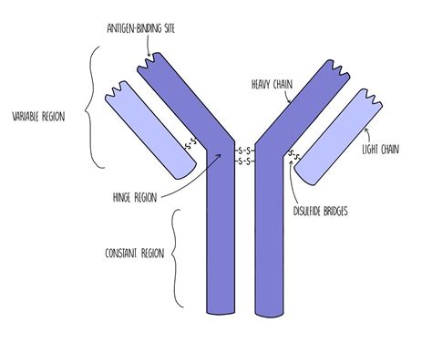 Immune Response A Level — The Science Hive