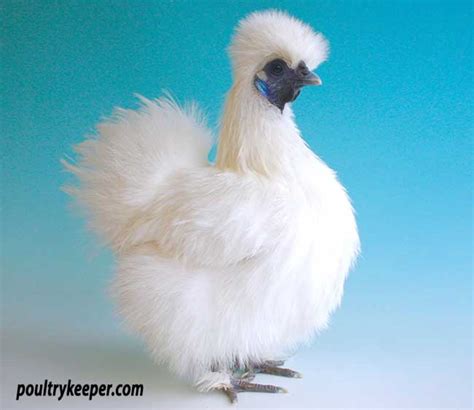 Exhibiting Silkies Guide To The Silkie Breed Standard