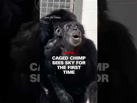 Caged Chimpanzee S Priceless Reaction After Seeing Sky For First Time