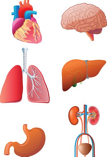 Vital Internal Organs Stock Illustration - Download Image Now - iStock