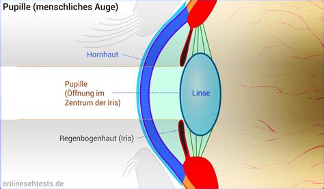 Aufbau Und Funktion Des Menschlichen Auges