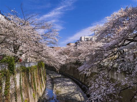 Cherry blossoms 2023: The best places to see sakura in Tokyo