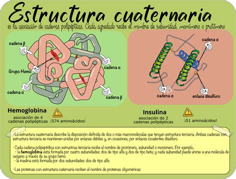 Tema Niveles Estructurales De Las Prote Nas