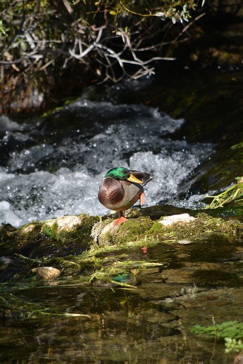 Canard Ruisseau Oiseau Photo Gratuite Sur Pixabay Pixabay