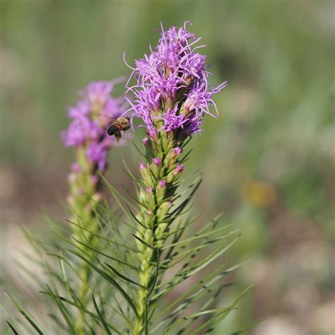 Liatris scariosa (Eastern Blazing Star)