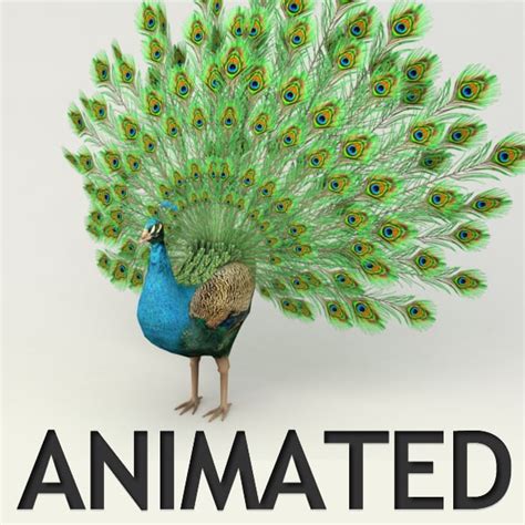 rigged peacock animation 3d max