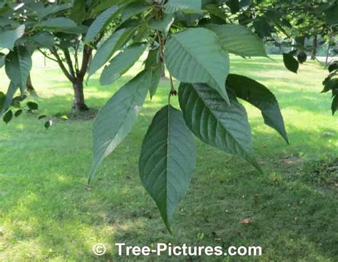 Cherry Leaf Identification, Green Cherry Tree Leaves in Spring | Cherry Trees at Tree-Pictures ...