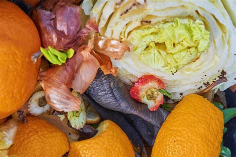 Bio Container With Various Organic Wastes For Recycling Stock Image