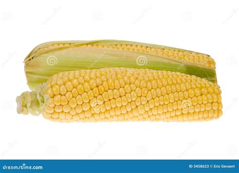 Isolated Corn Stock Image Image Of Healthy Texture Organic 3458623