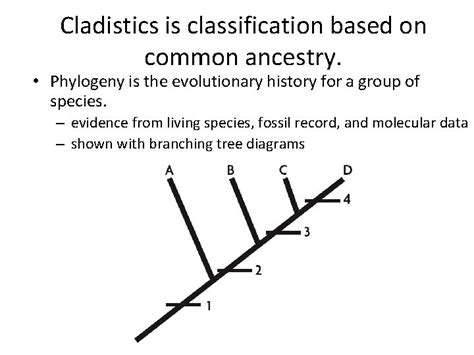 Chapter 17 Organizing Lifes Diversity Classification Classification