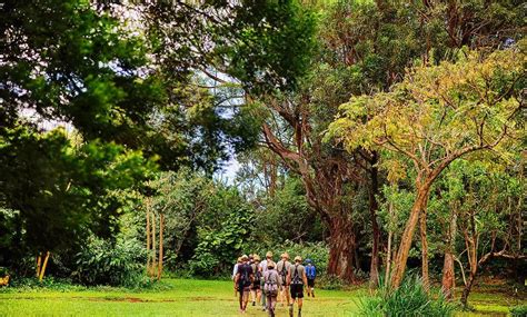 NorthShore 7-line zipline (great value!) (2 hours, $139)