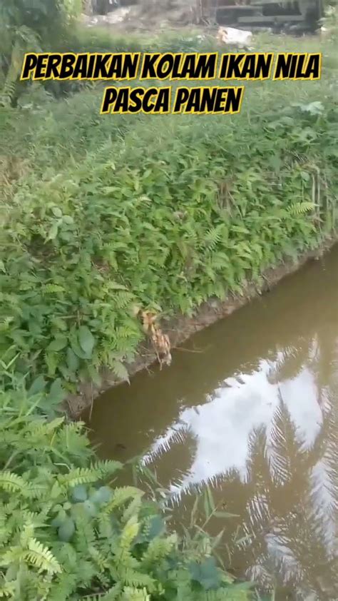 Panen Ikan Nila Melimpah Penanganan Kolam Ikan Nila Setelah Panen