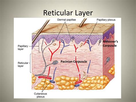 Ppt The I Ntegumentary System Powerpoint Presentation Free Download