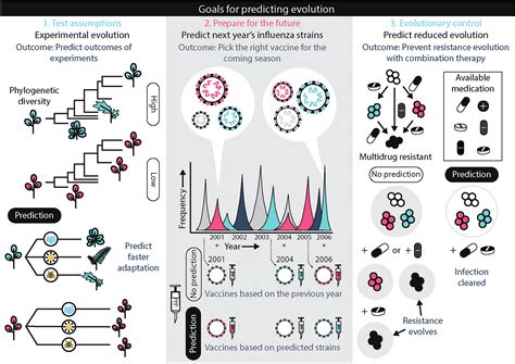 Towards Evolutionary Predictions Current Promises And Challenges