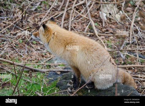 Vulpes Vulpes Schrenckii Hi Res Stock Photography And Images Alamy