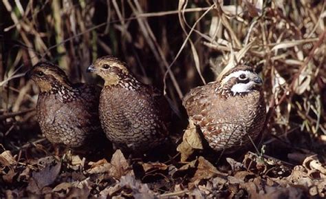 The quality and quantity of upland habitat is what ultimately has the ...