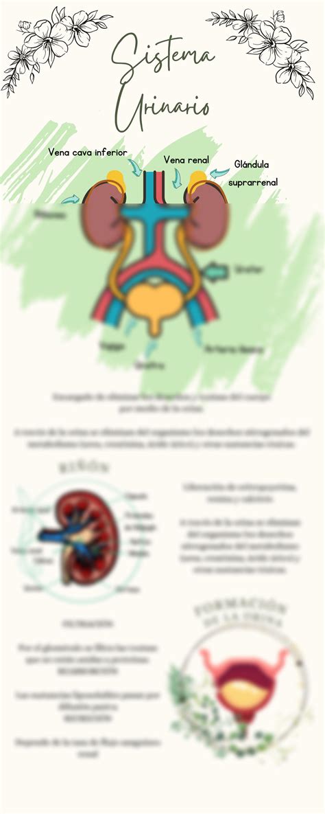 Solution Infografia Sistema Urinario Unitec Anatomia Studypool