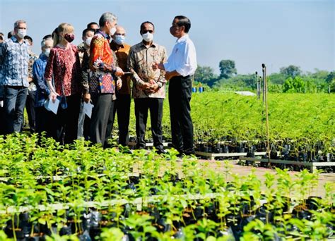 Presiden Dorong Upaya Rehabilitasi Hutan Mangrove Sebagai Komitmen